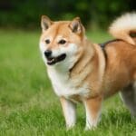 Is Shiba inu Dead: Read Our Full Review