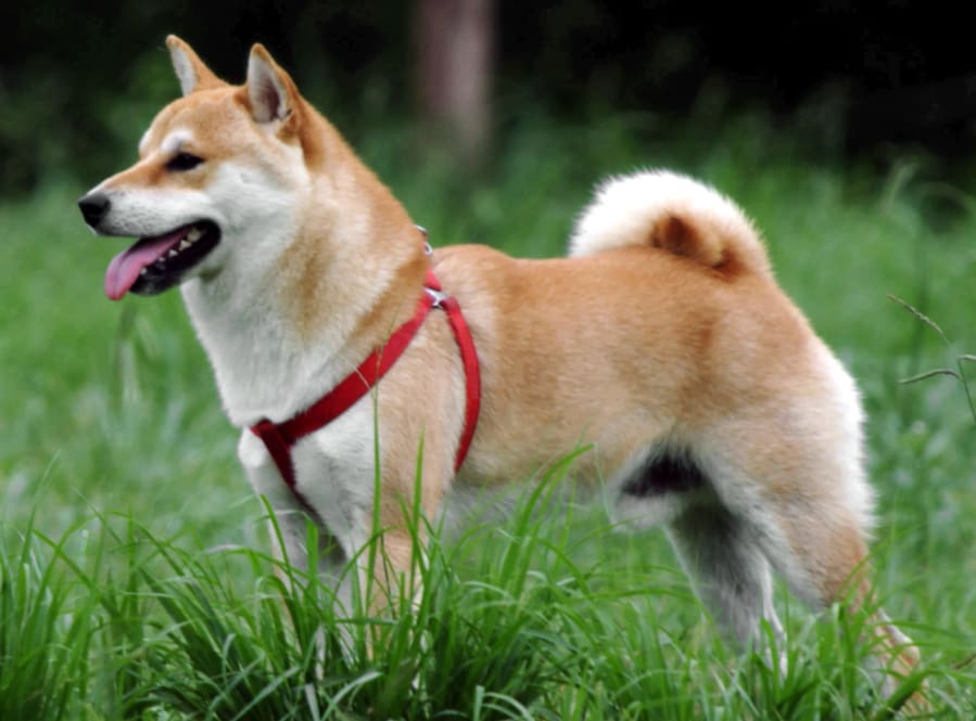 Shiba Inu Burn Rate Increases By 243% In A Day leading to Bullish Market Sentiments