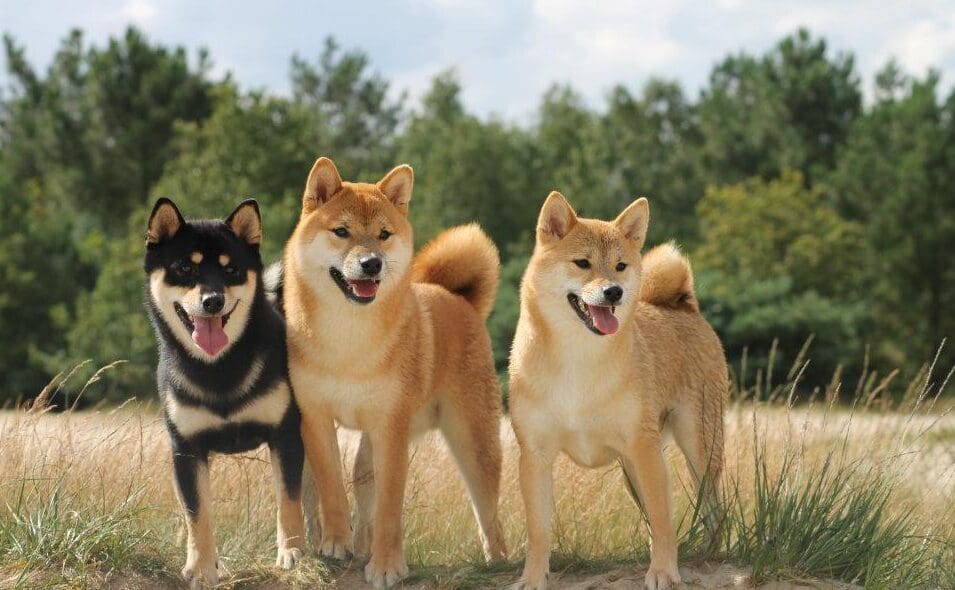 For SHIB, What is in Store?
