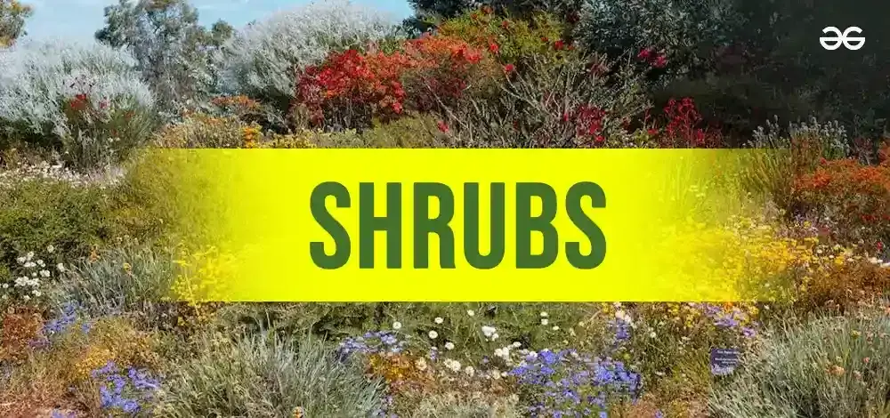 Shrub (SHRUB)