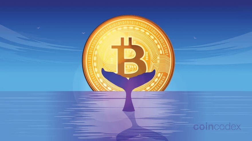 What is a Crypto Whale Trackers?