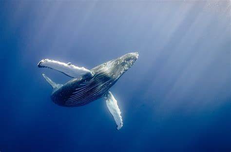 How to Identify Whales On-Chain: A Simple Guide