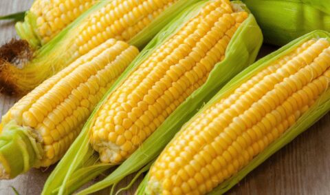 7 Best Way to Cook Corn on the Cob – Top Methods Explained 7 Microwaving in Husk