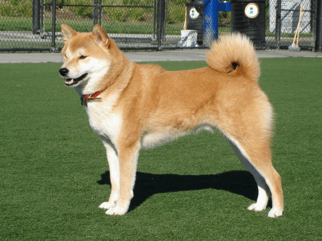 3 Signals Hint Shiba Inu Price Could See a Rebound Soon 2 Shiba Inu demonstrates early indicators of sustained resilience and strength as key predictive signals continue to align.